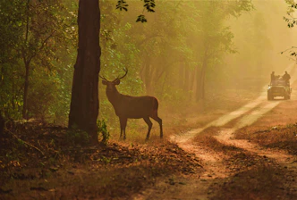 brown deer standing on forest during daytime