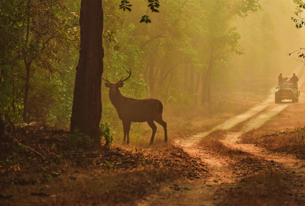 brown deer standing on forest during daytime