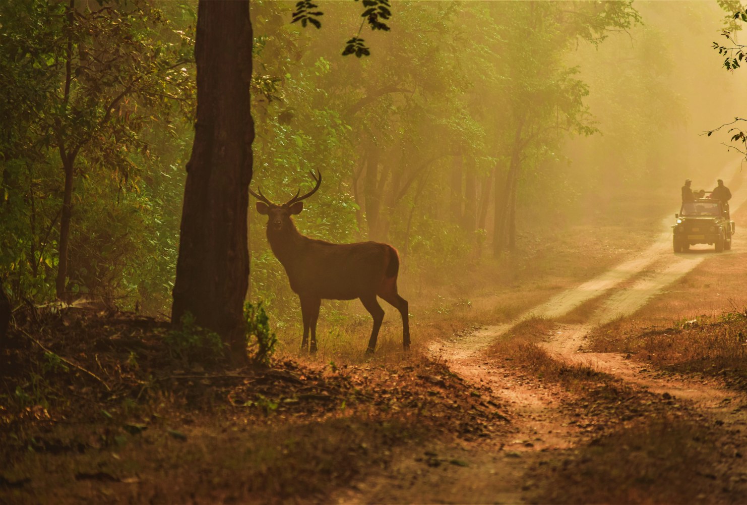 Wildlife safari in Kenya