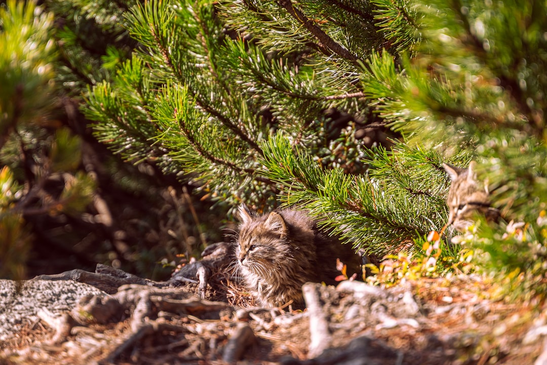 brown tabby cat on green pine tree