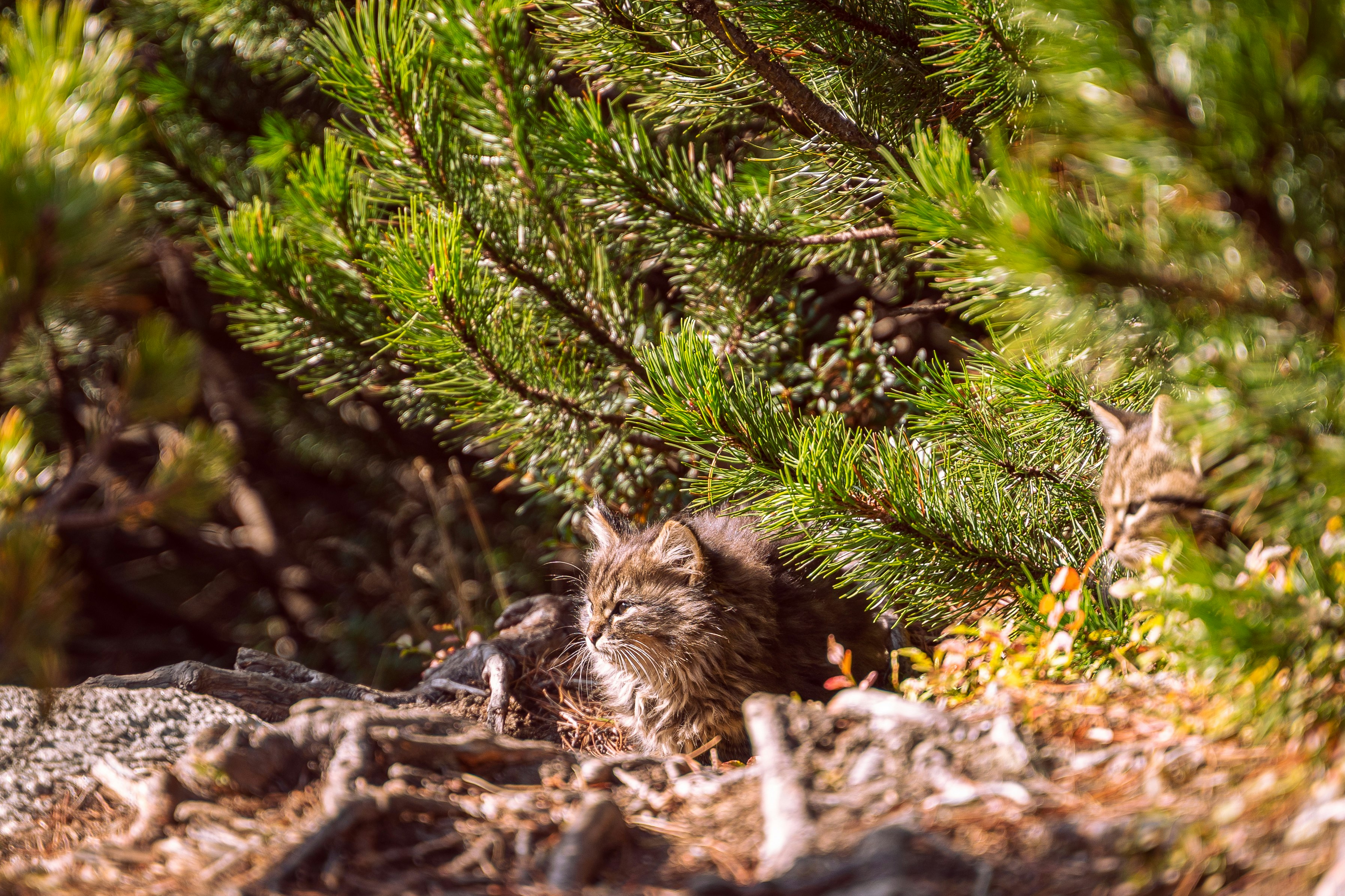 brown tabby cat on green pine tree