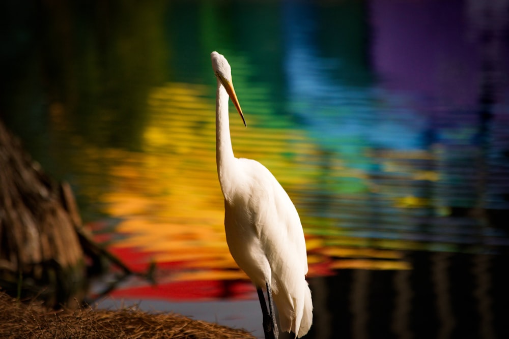 white egret standing on brown rock near body of water during daytime