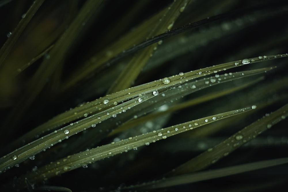 water droplets on green grass