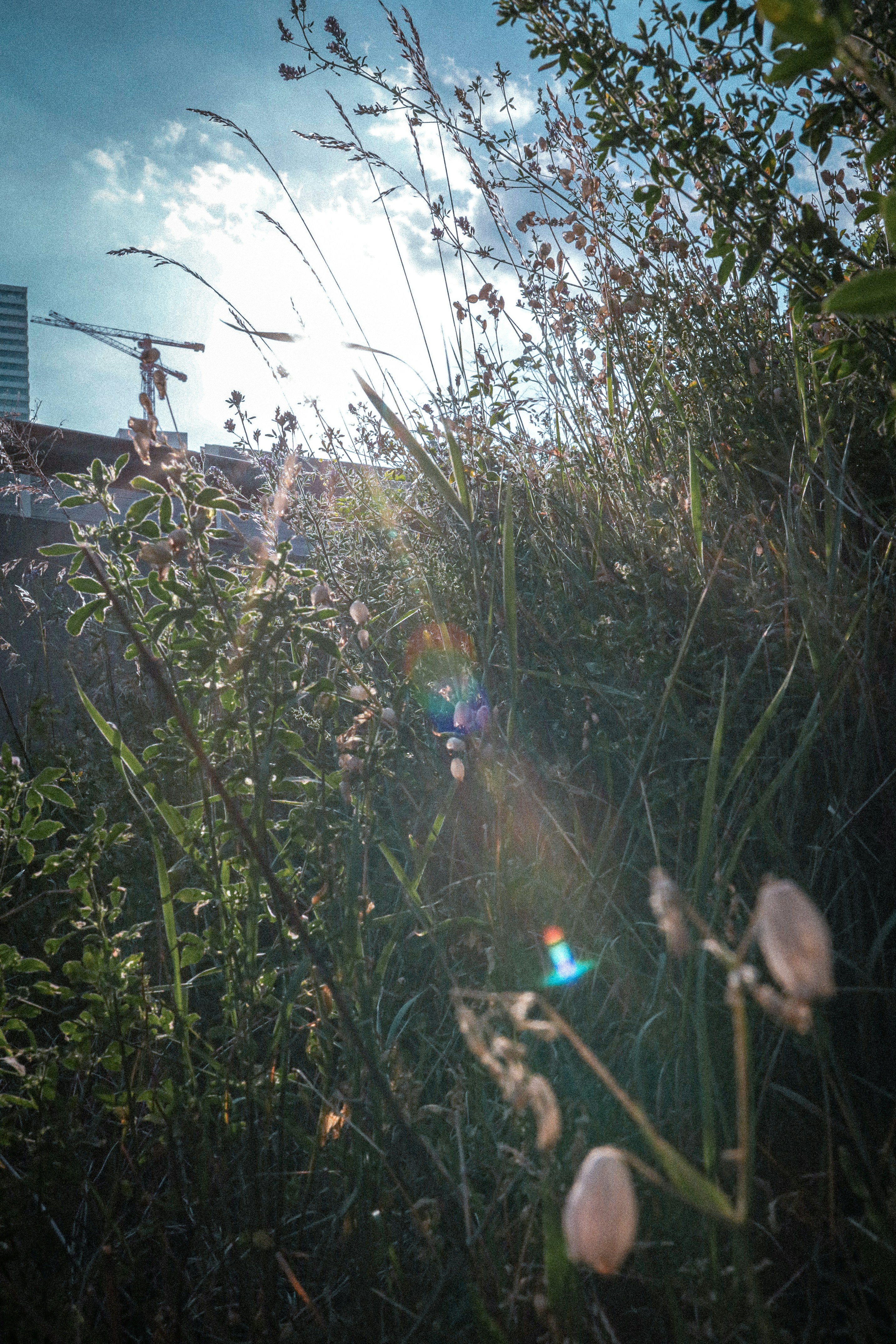 Photo by corina_rainer_