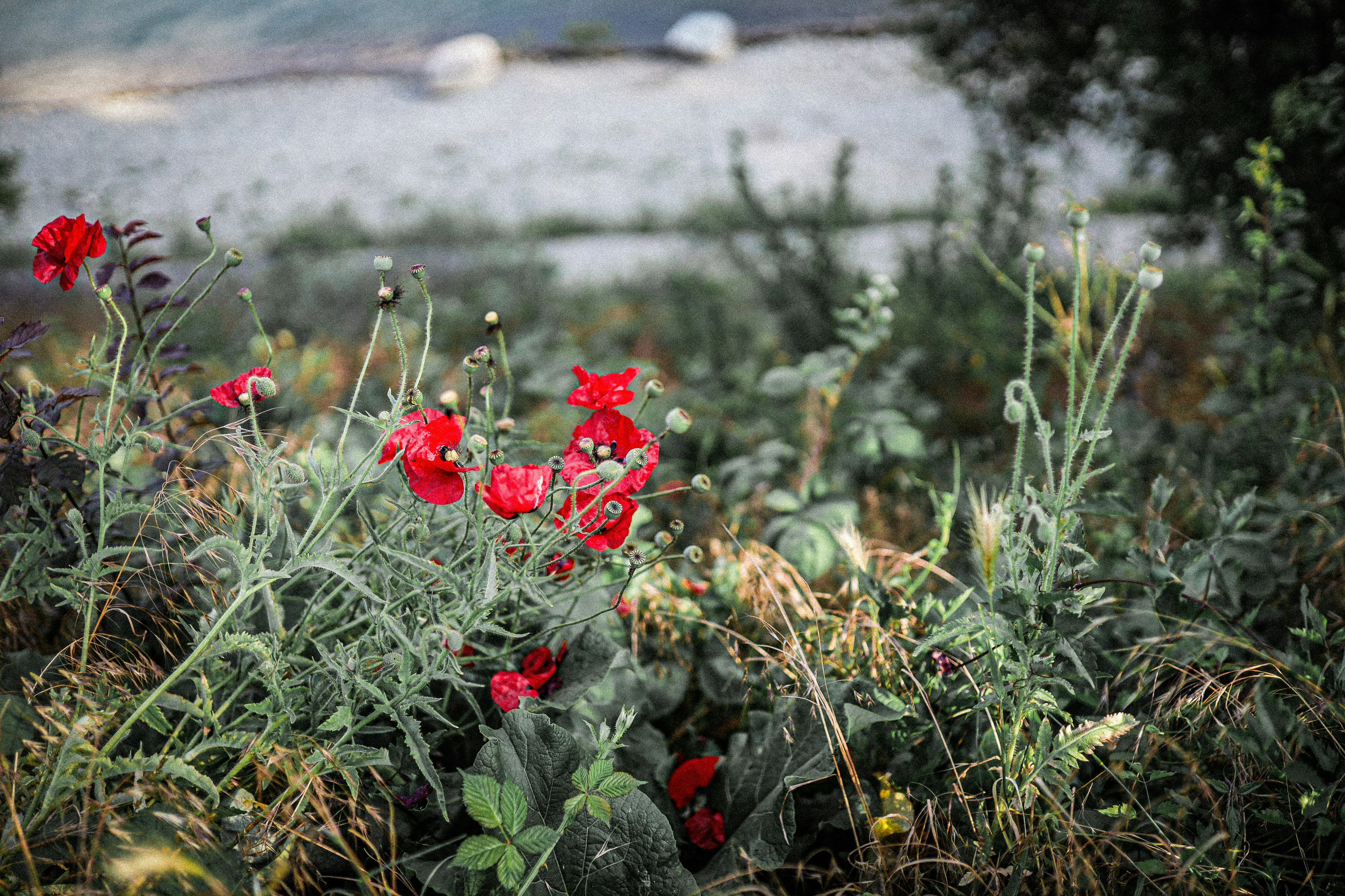 昼間の緑の草原の赤い花の写真 Unsplashで見つけるケシの花の無料写真