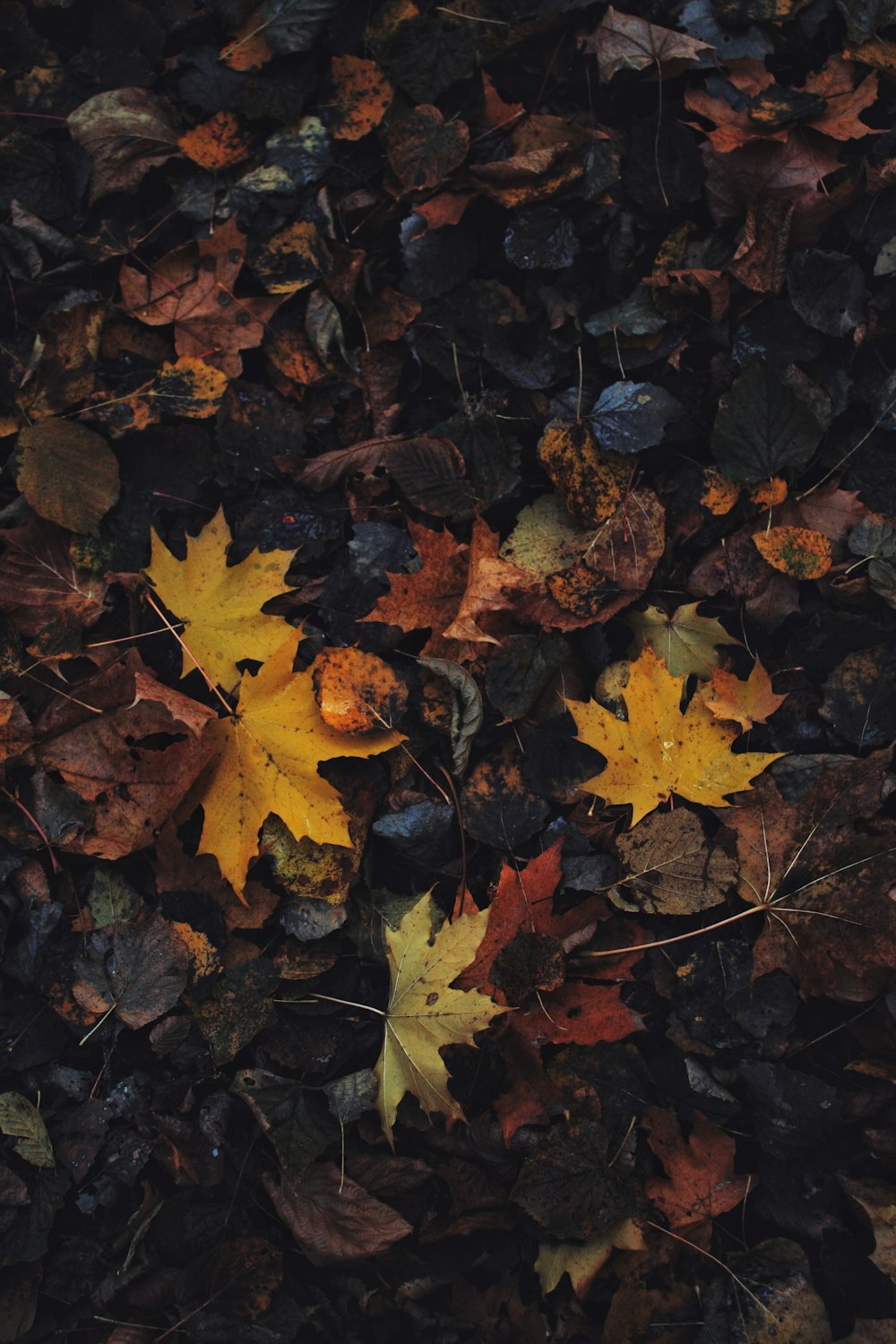 yellow and brown maple leaves on ground