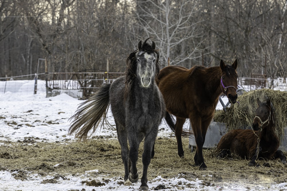 black and brown horse on white sand during daytime