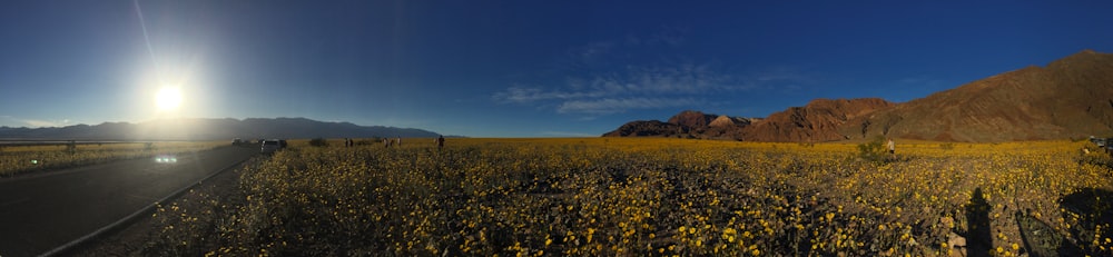 yellow flower field under blue sky during daytime