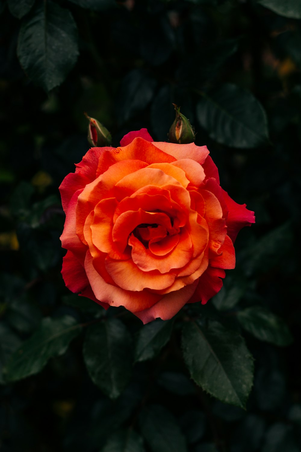 red rose in bloom during daytime