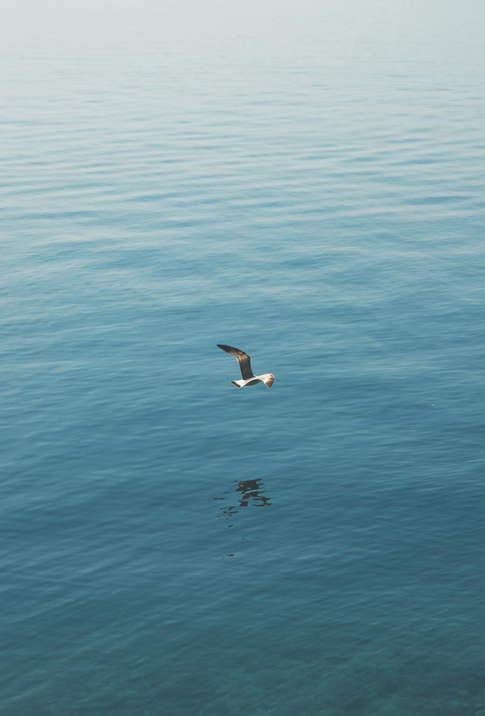 white bird flying over the sea during daytime