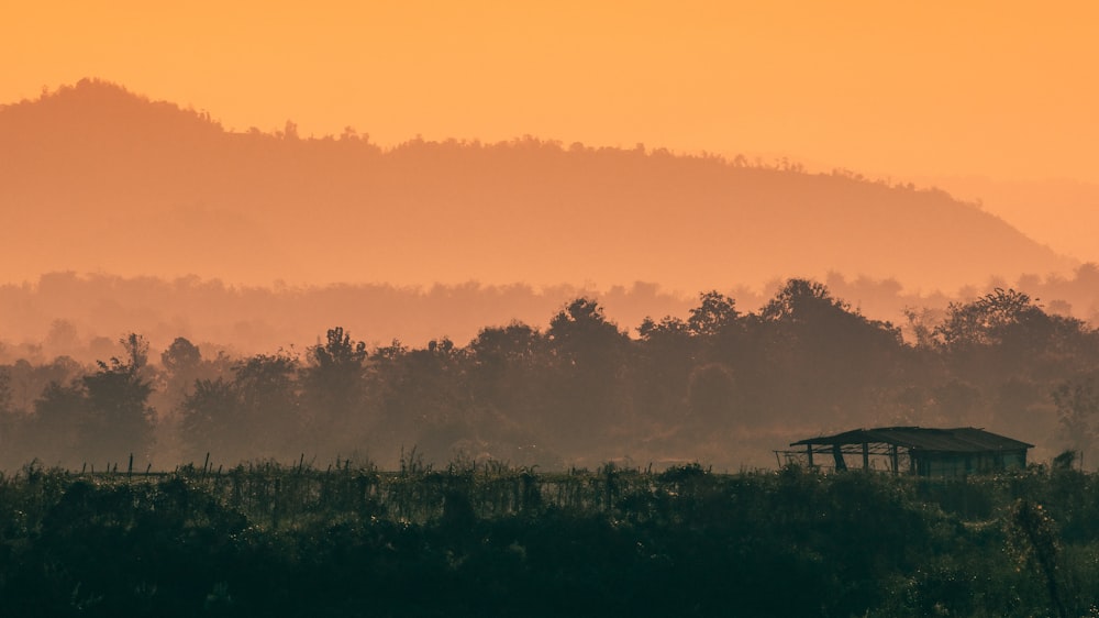 silhouette of trees during sunset