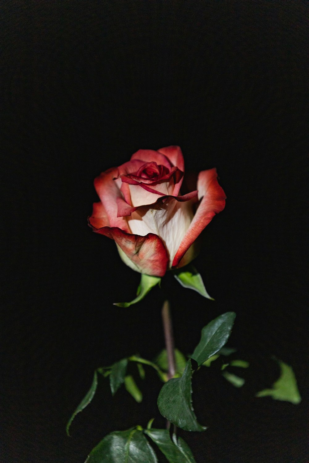 red and white rose in bloom