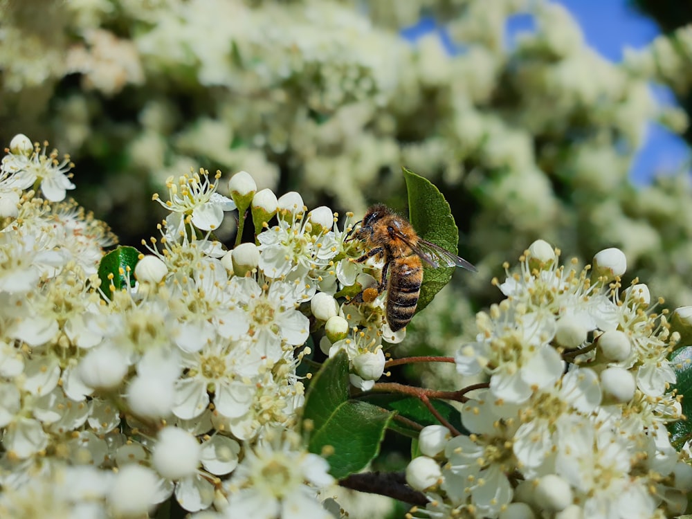 abeja marrón y negra sobre flor blanca