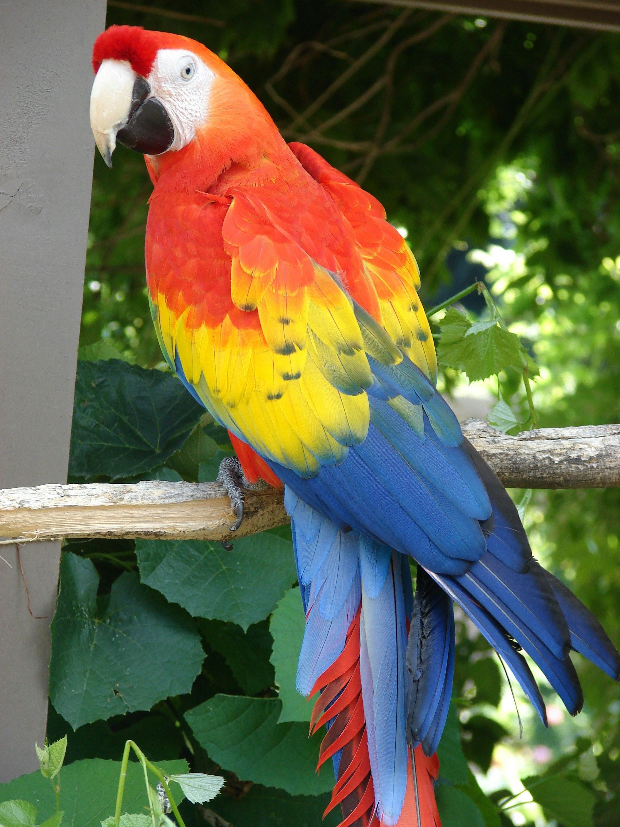 Scarlet macaw perched on branch, vivid red and blue feathers, dark jungle canopy, moody atmospheric lighting