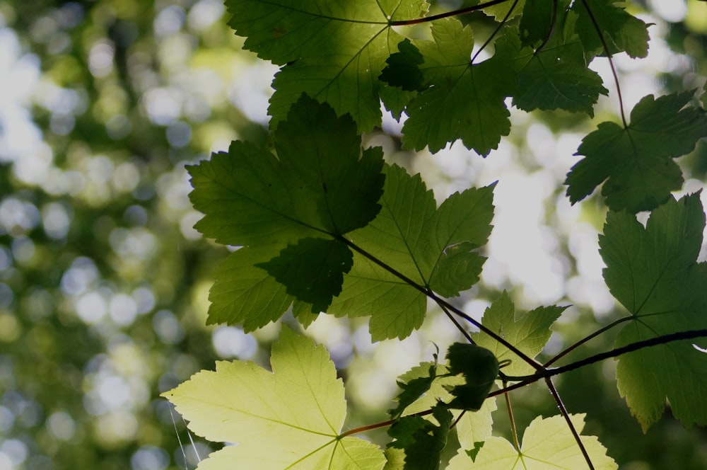 green leaves in tilt shift lens