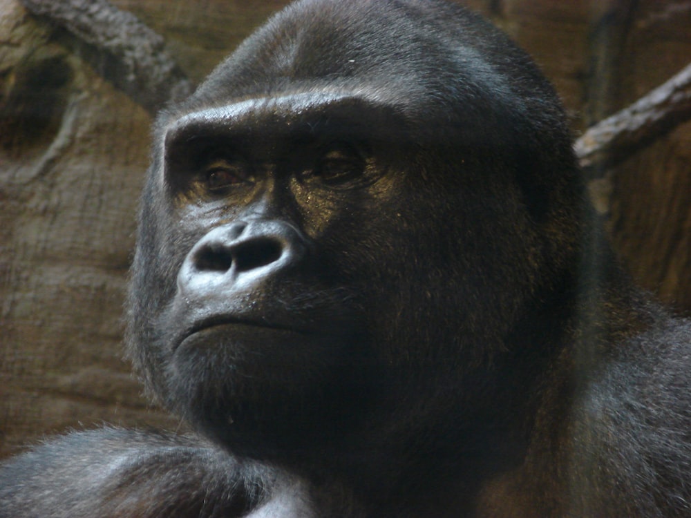 black gorilla on brown tree branch