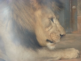 A lion is lying down with its head resting on its front paws. The lion has a thick, darker mane around its head, and its eyes appear calm and contemplative. The background includes a metallic door and a concrete floor.