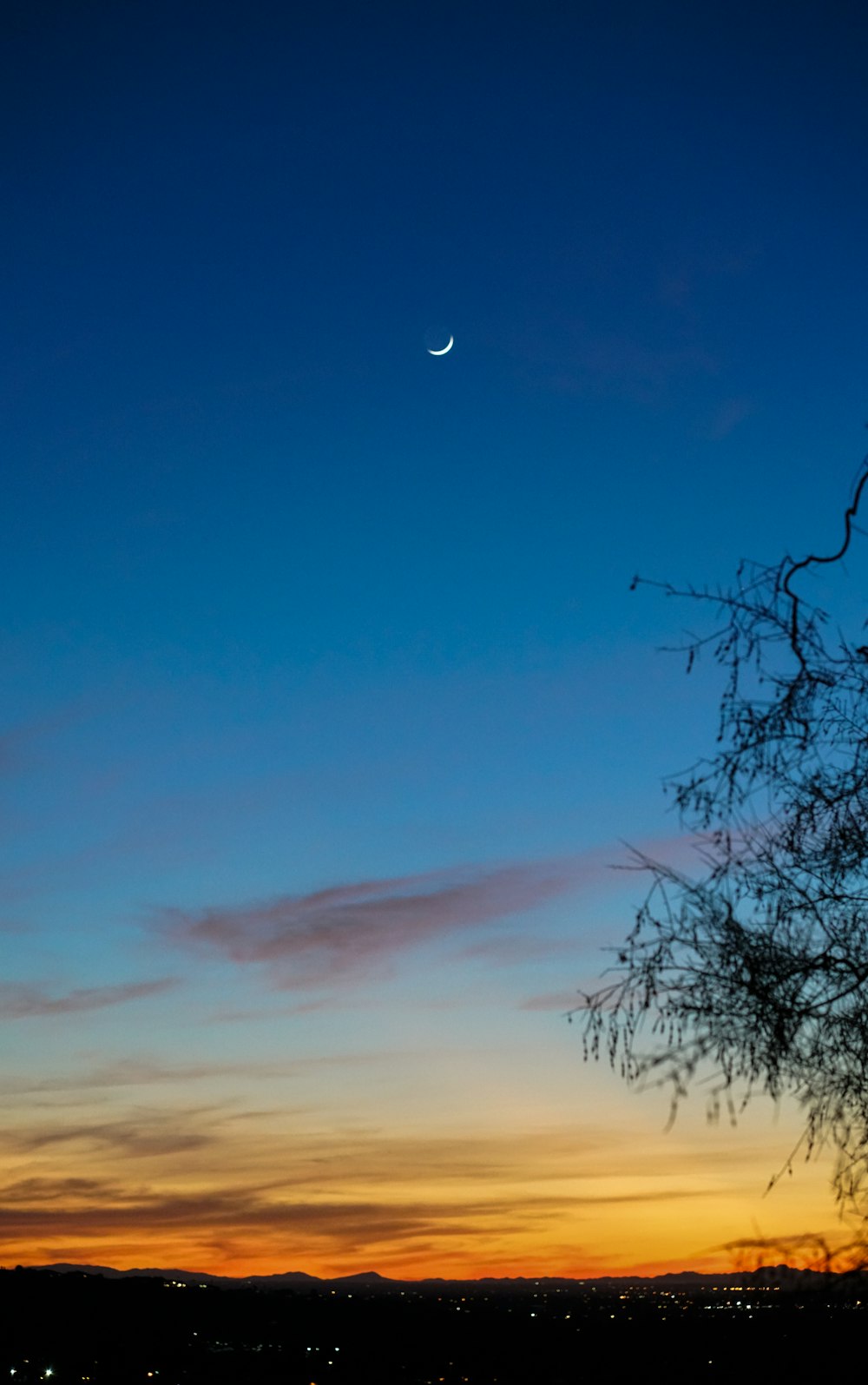 leafless tree under blue sky during daytime