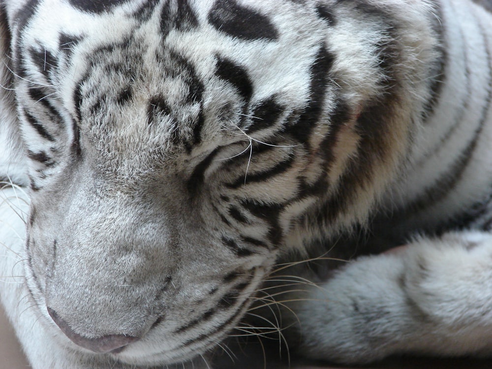 white black and brown tiger