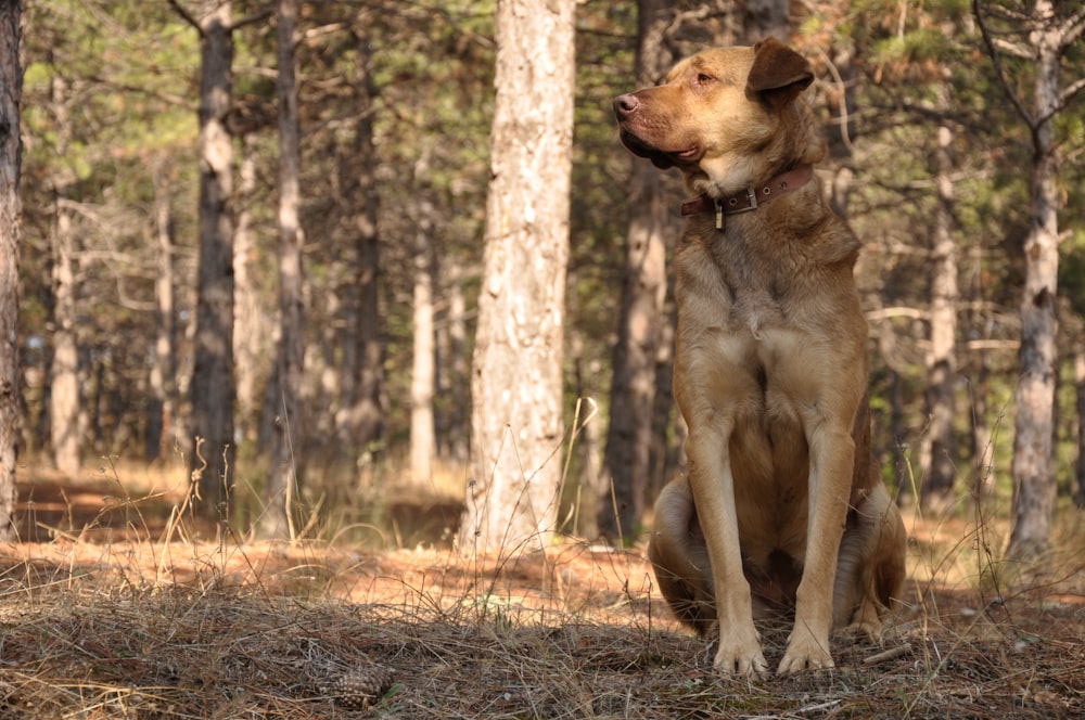 brauner kurzhaariger Hund, der tagsüber auf braunem Grasfeld sitzt