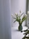 A sleek minimalist glass vase holding fresh white tulips on a sunlit windowsill.