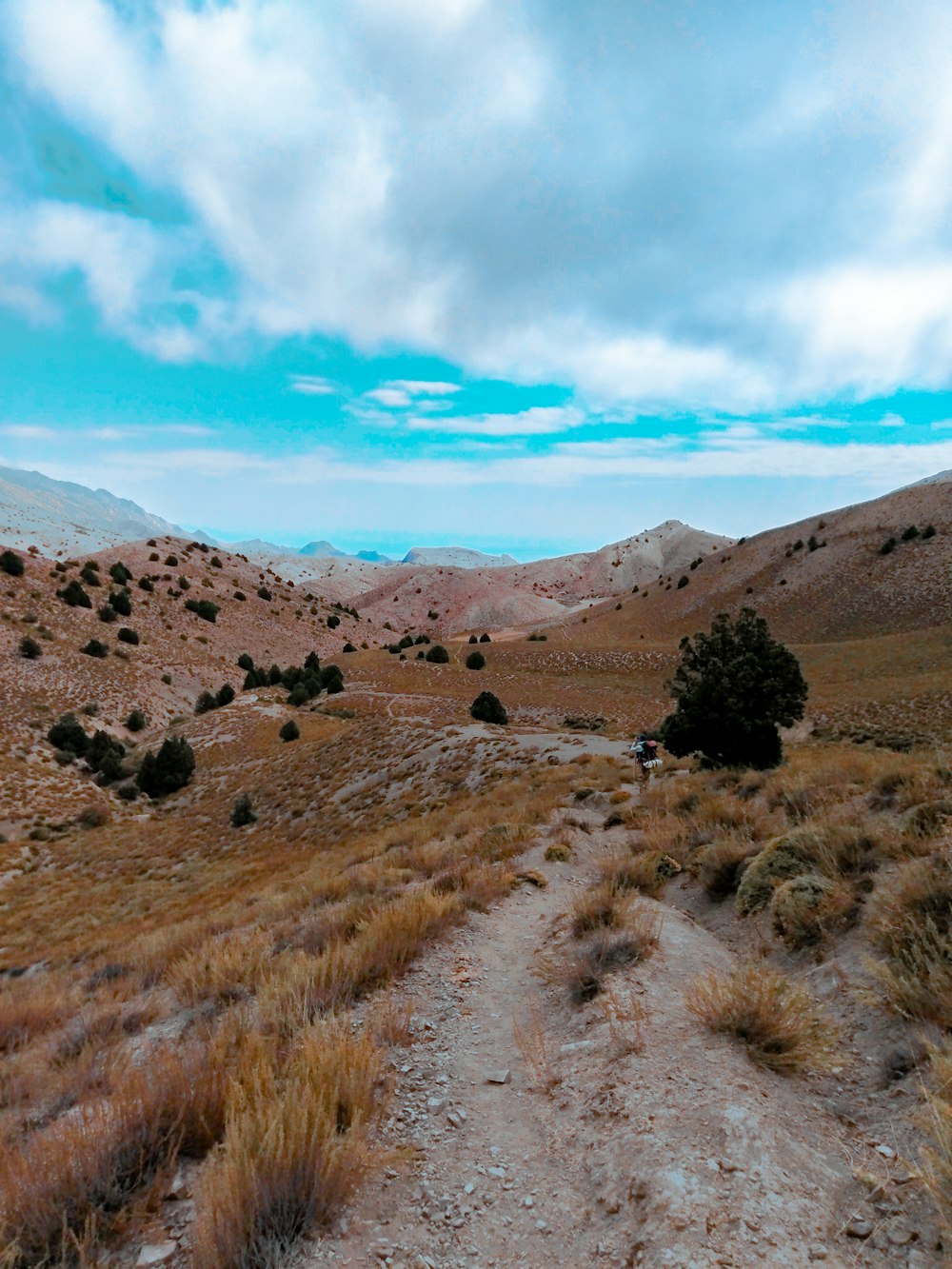 árvores verdes no campo marrom sob o céu azul durante o dia