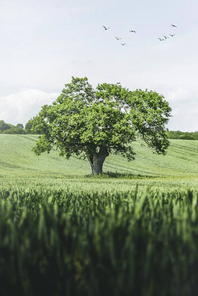 green tree on green grass field during daytime
