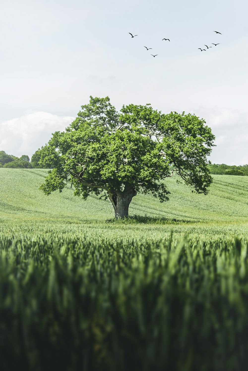 green tree on green grass field during daytime