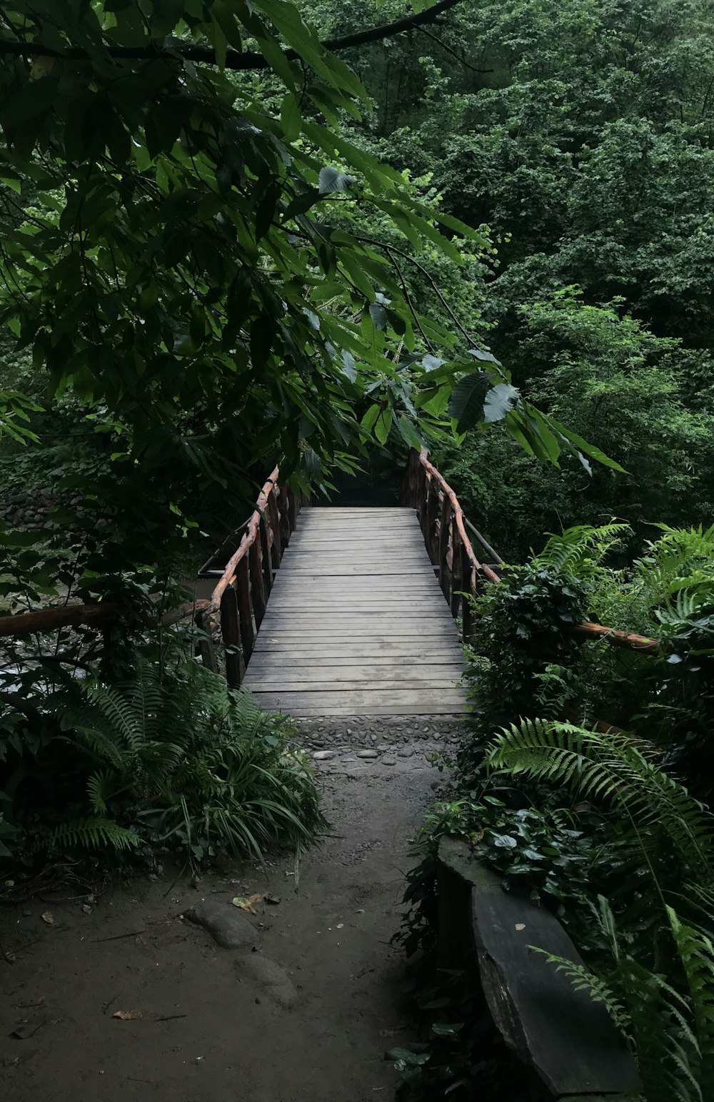 brown wooden bridge in the middle of green trees