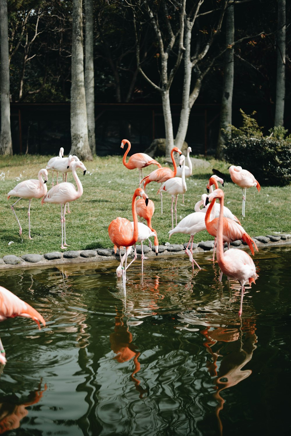 Rosa Flamingos tagsüber auf dem Wasser