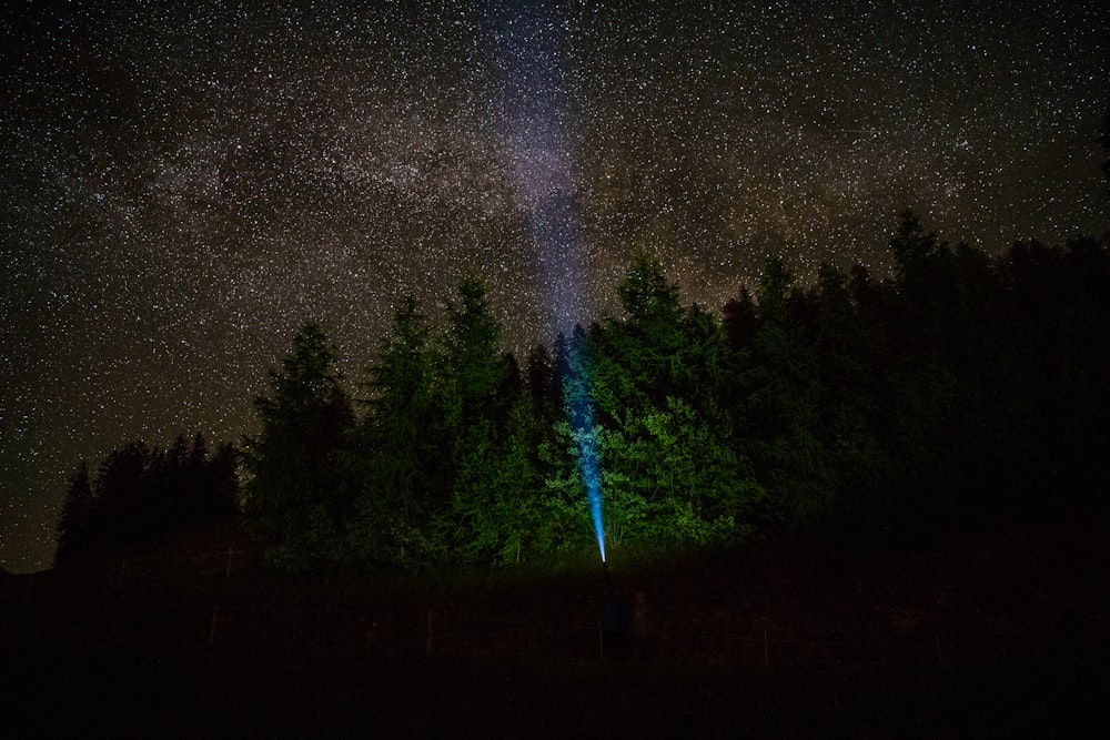 silhouette of trees under starry night