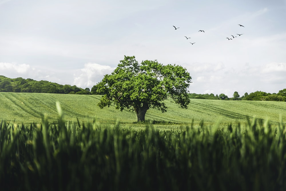 green grass field with birds flying during daytime