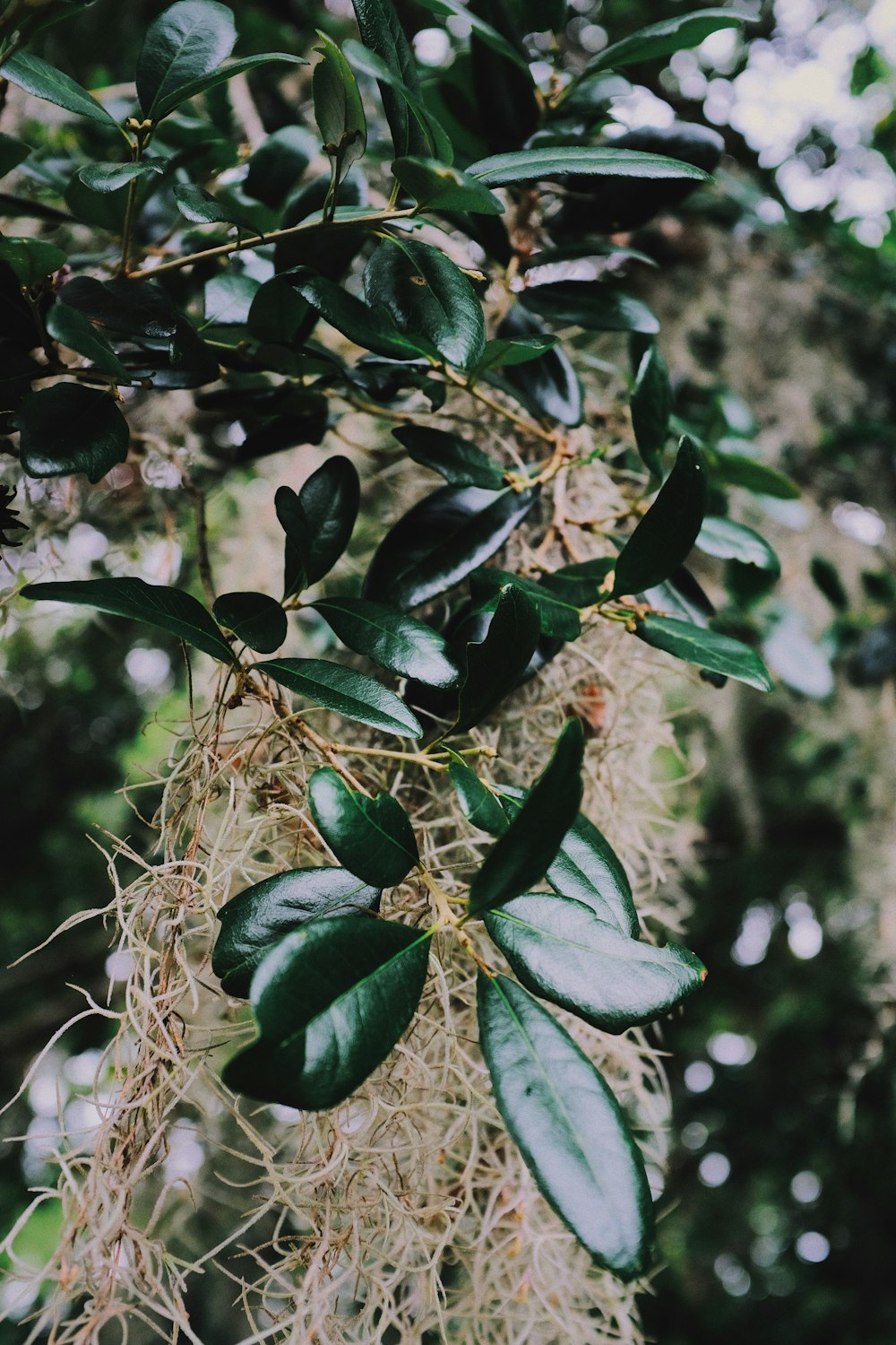 green leaves in tilt shift lens