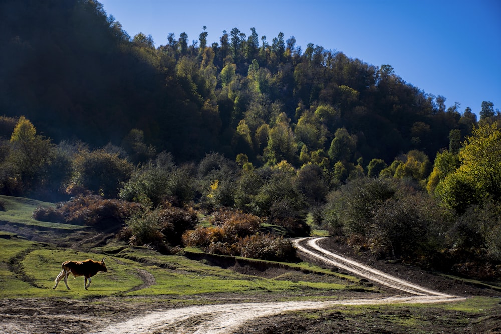 a horse standing in the middle of a dirt road