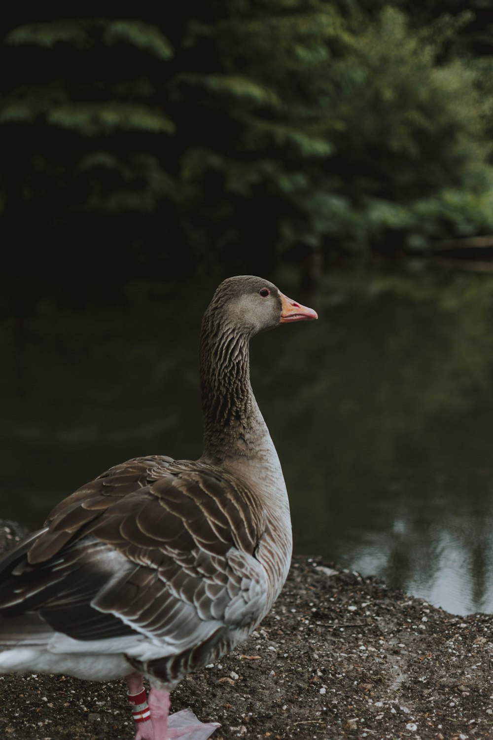 Braune Ente, die tagsüber auf grauem Felsen in der Nähe grüner Bäume steht