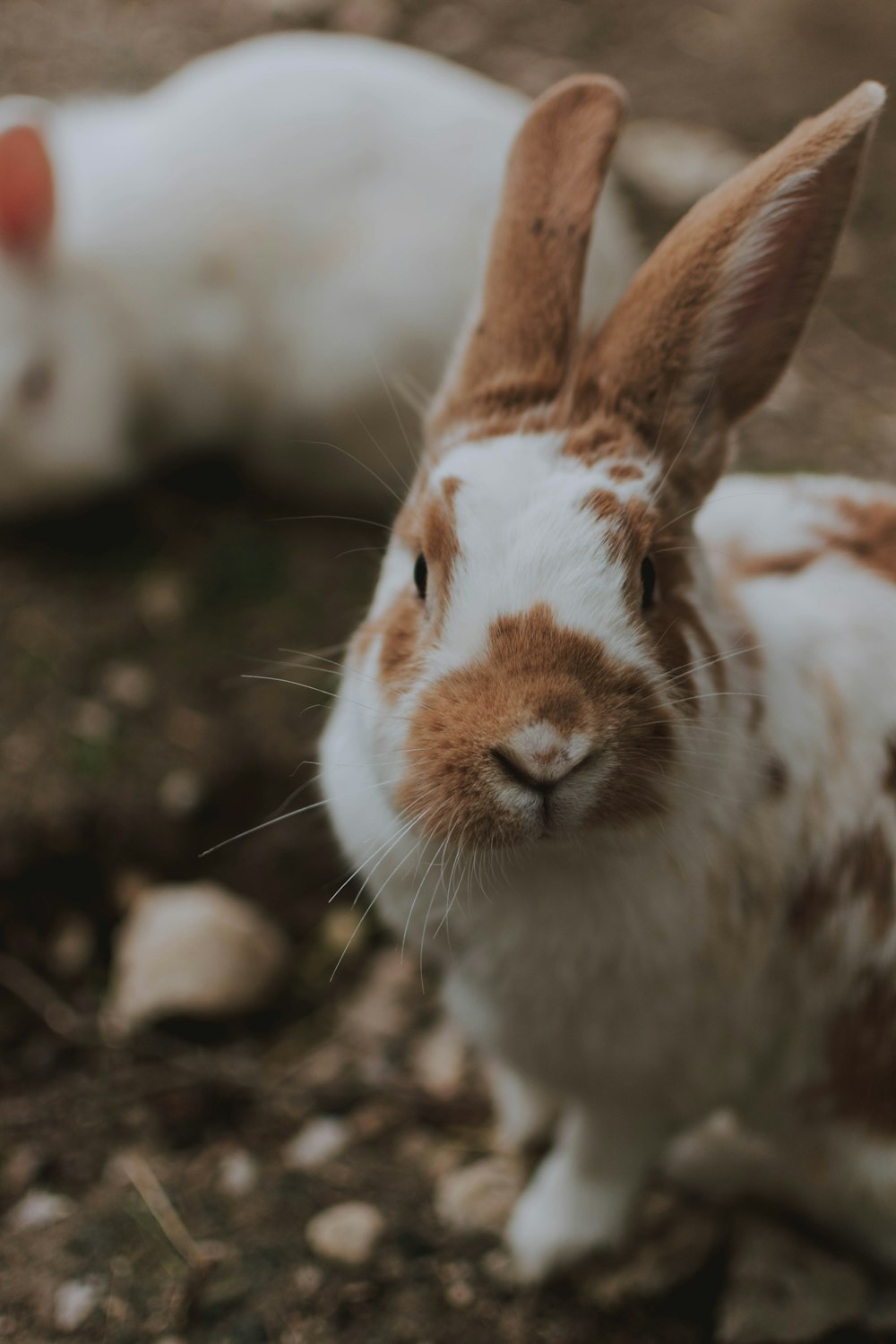 white and brown rabbit on brown soil
