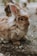 brown and white rabbit on ground