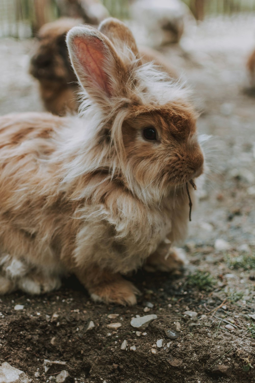 brown and white rabbit on ground