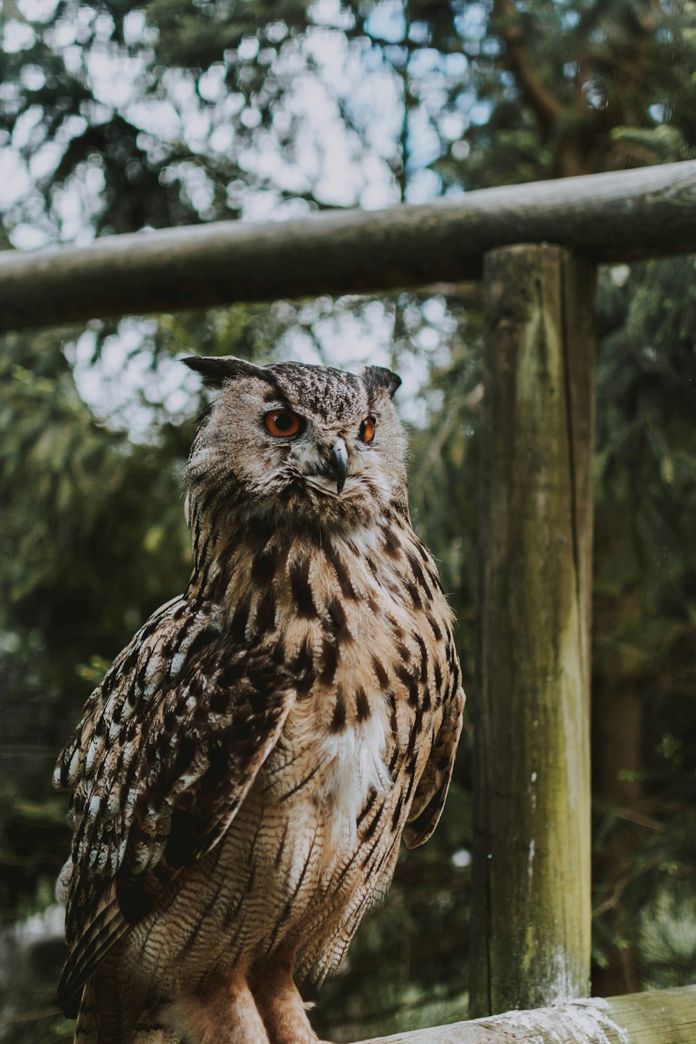 brown and black owl on brown wooden fence during daytime