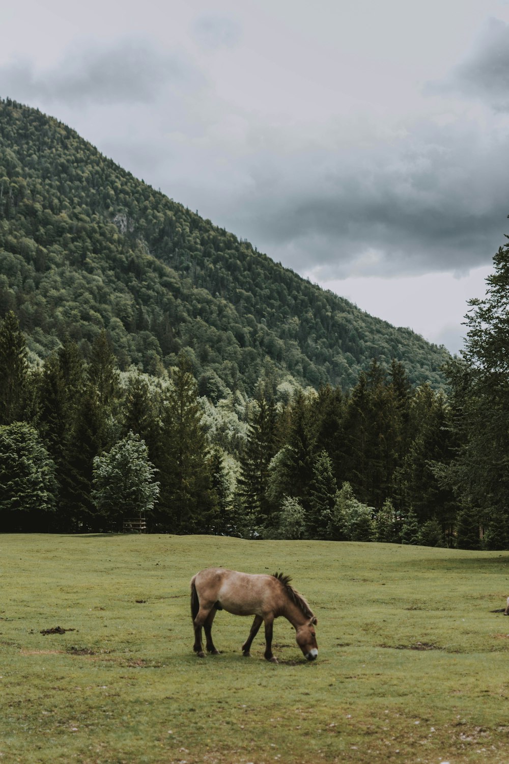 brown horse eating grass near green trees and mountain during daytime