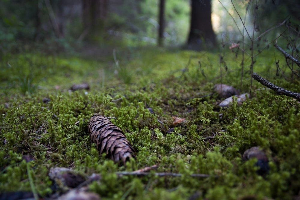 brown and black tree trunk on green grass during daytime