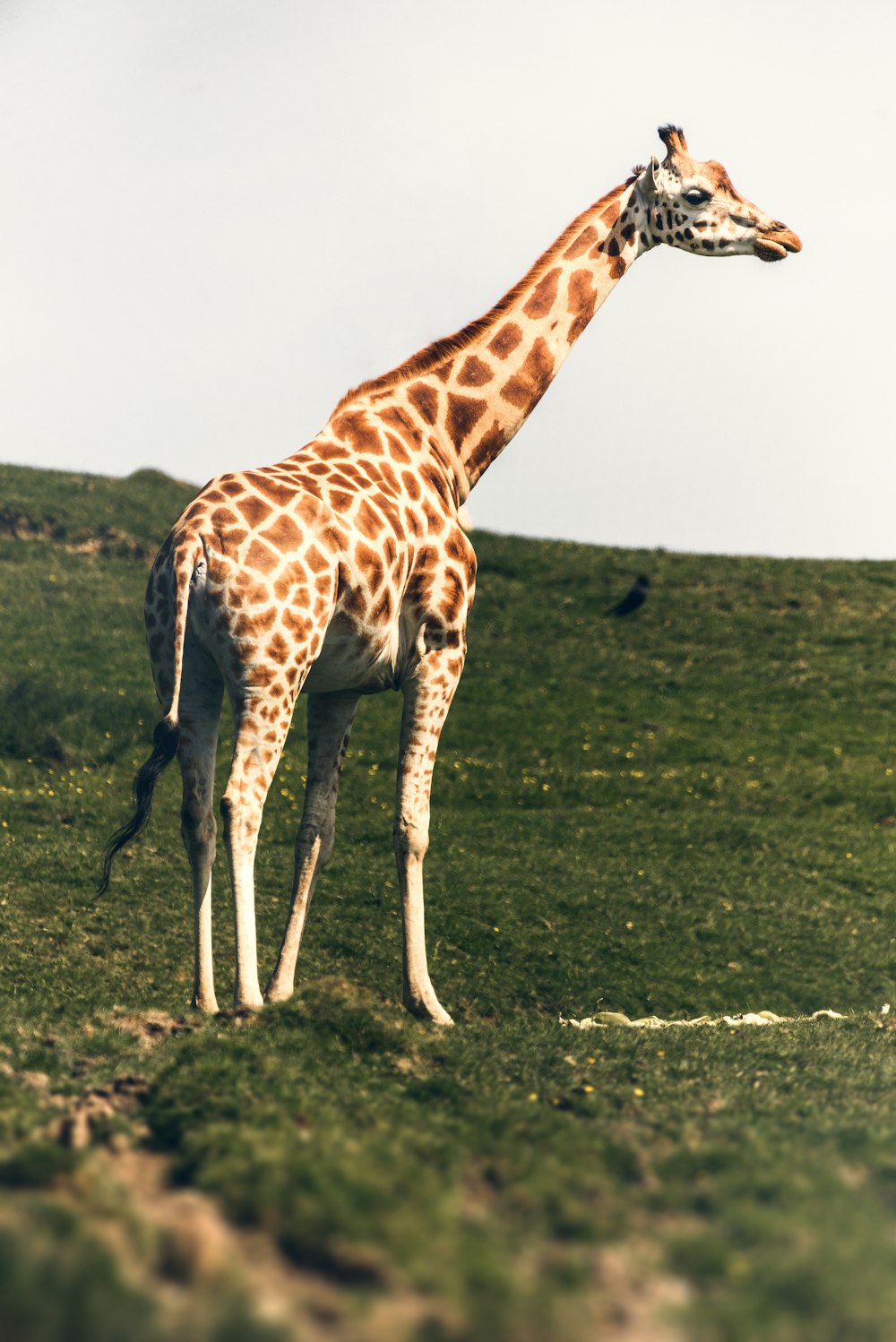 brown and white giraffe on green grass field during daytime