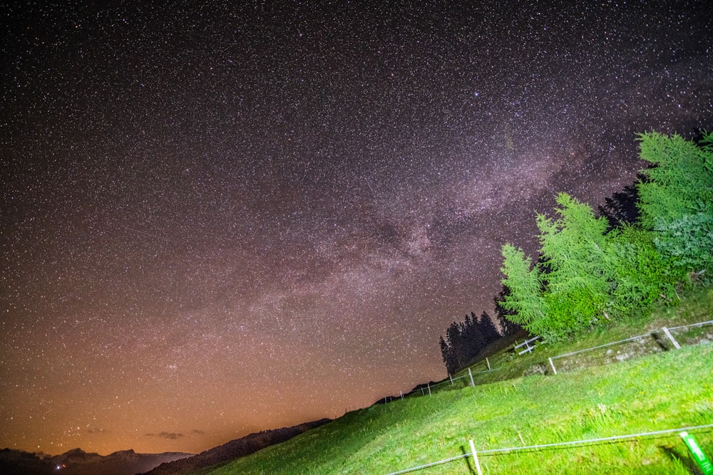 green grass field with trees under starry night