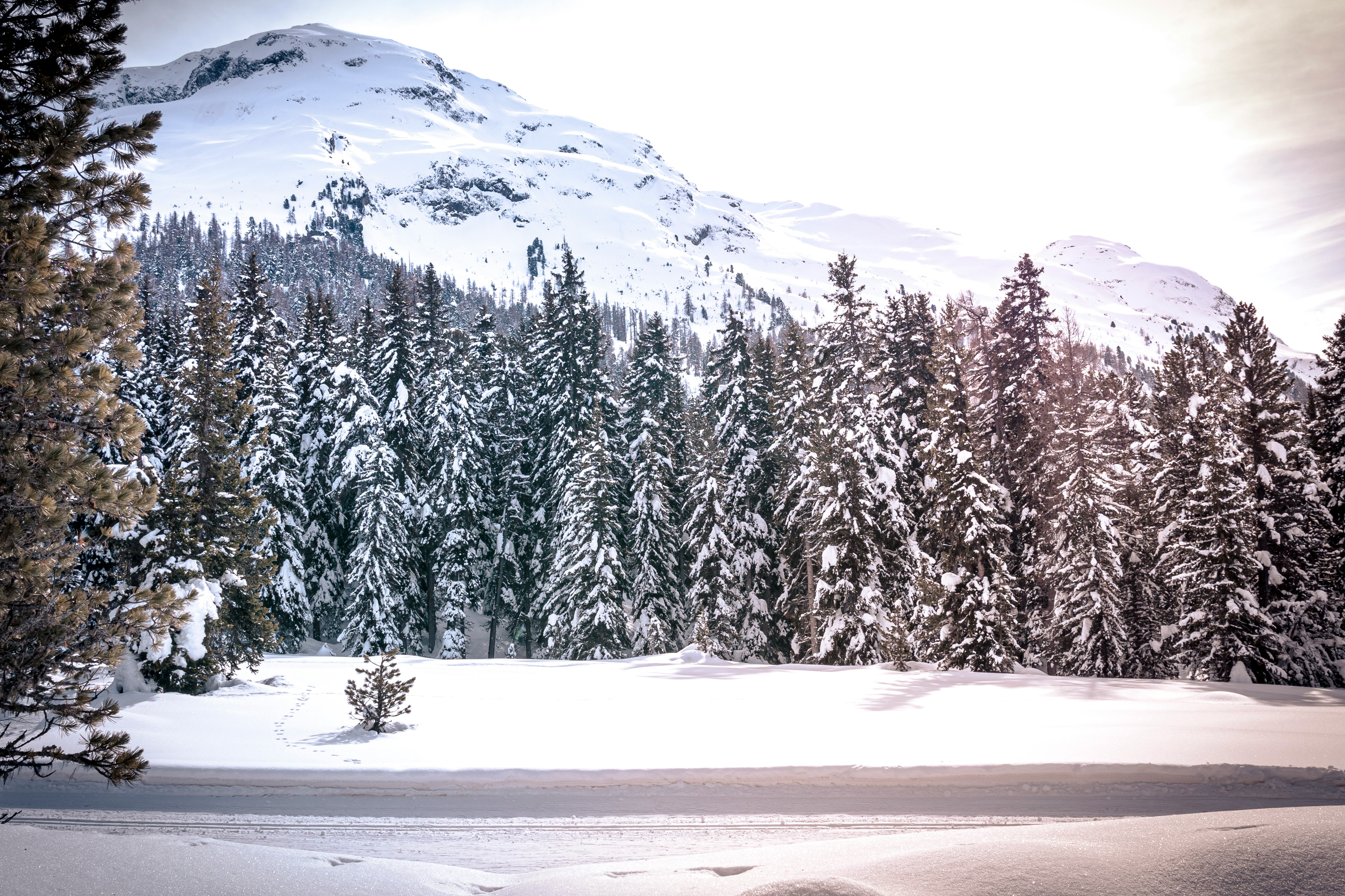 green pine trees on snow covered ground during daytime