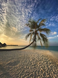 palm tree on beach shore during sunset
