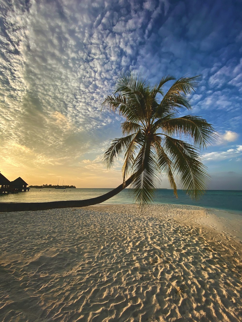 Palme am Strandufer bei Sonnenuntergang
