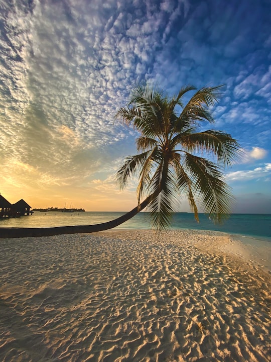 palm tree on beach shore during sunset in Maldive Islands Maldives