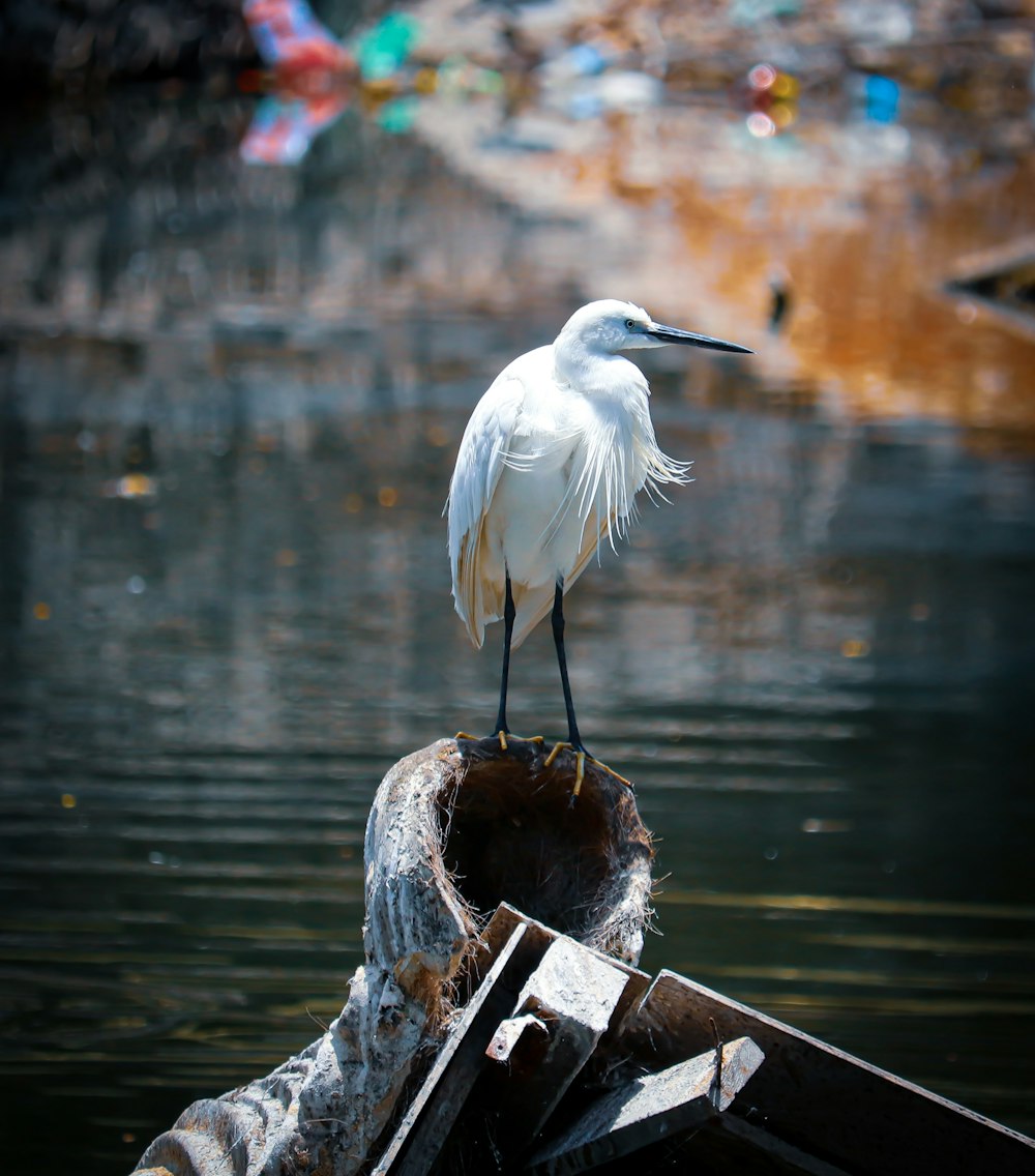 white bird on brown wooden post