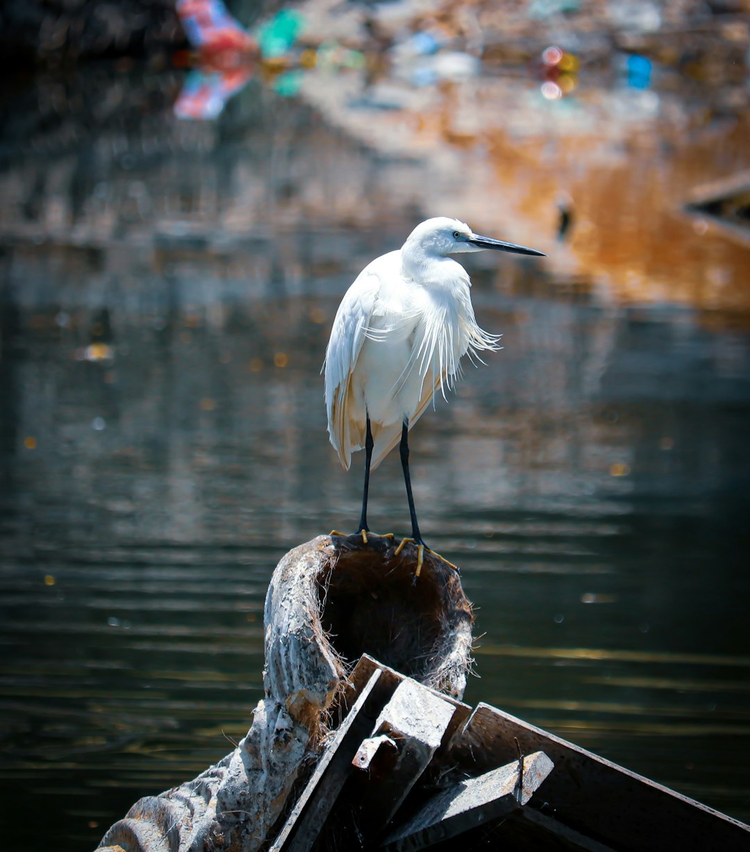 Wildlife photo spot Vashi Chembur