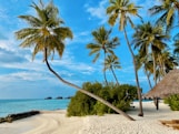 coconut tree on beach shore during daytime